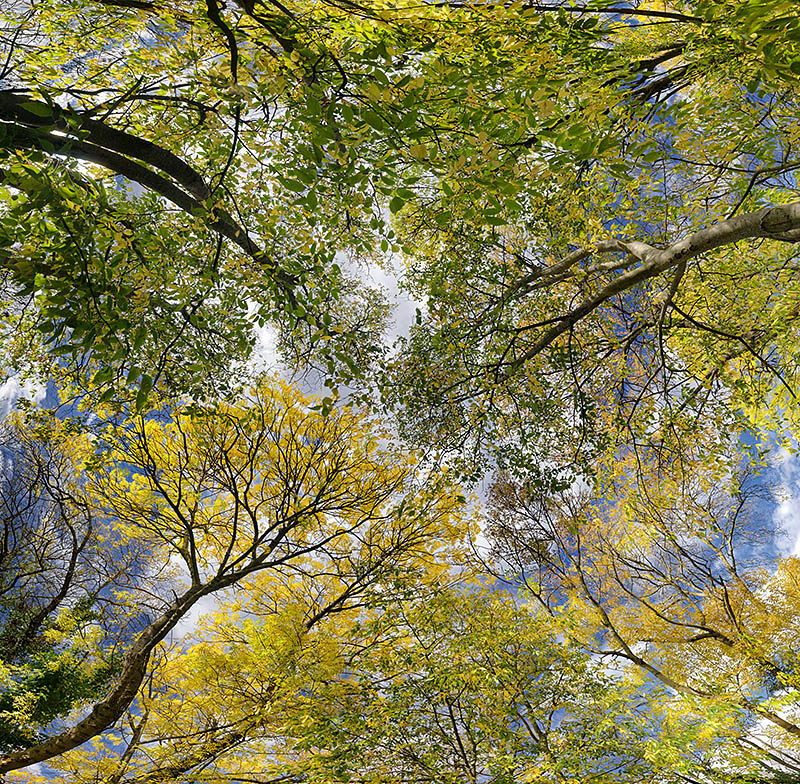 Leafy trees 01